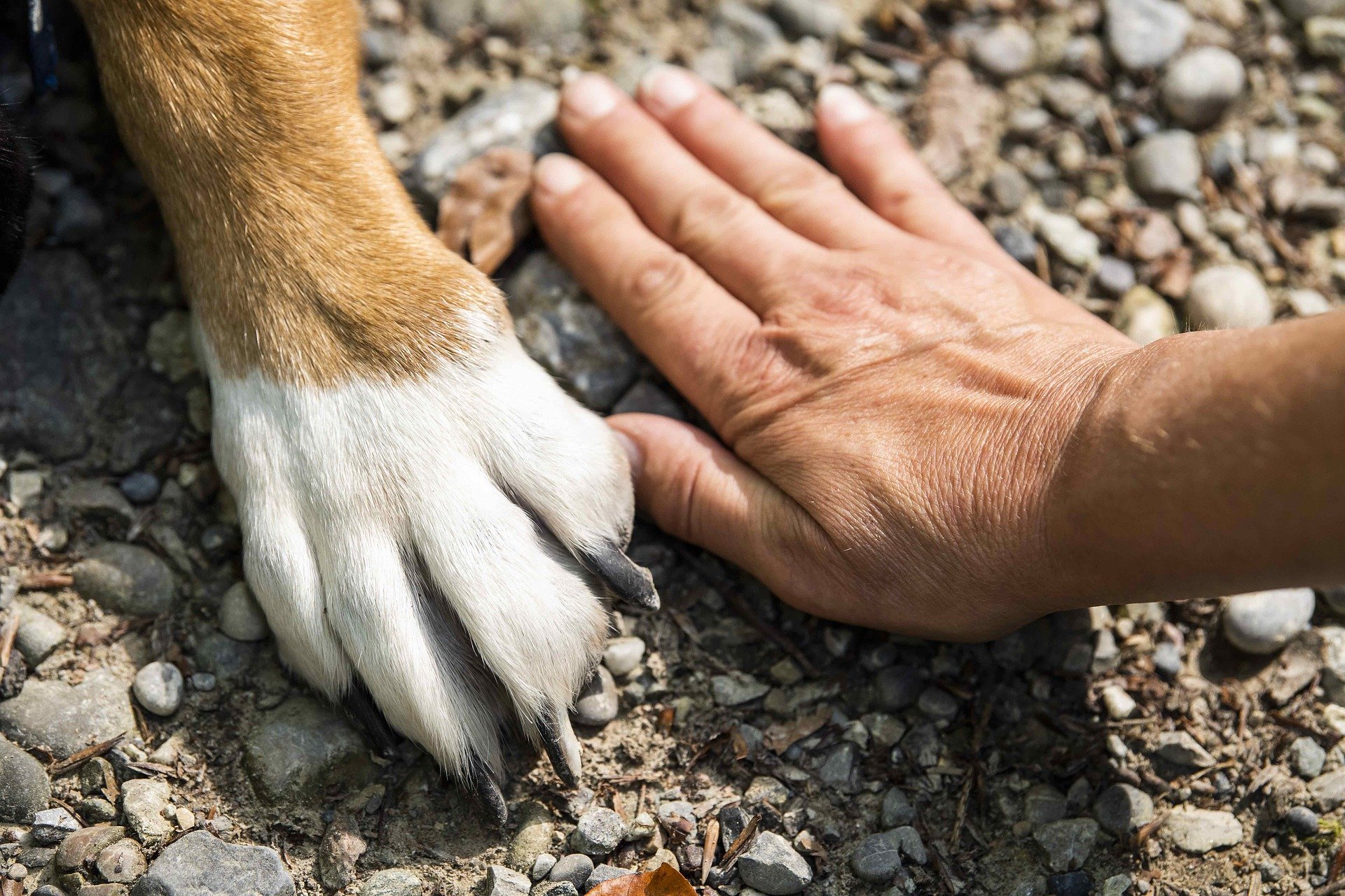 engagements animaux