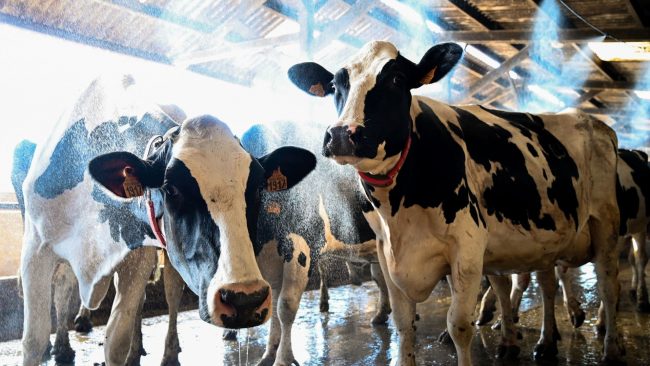 Des vaches se rafraichissent contre la canicule