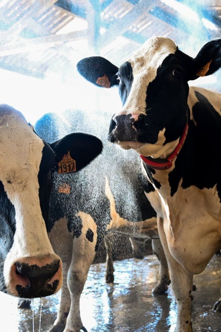 Des vaches se rafraichissent contre la canicule