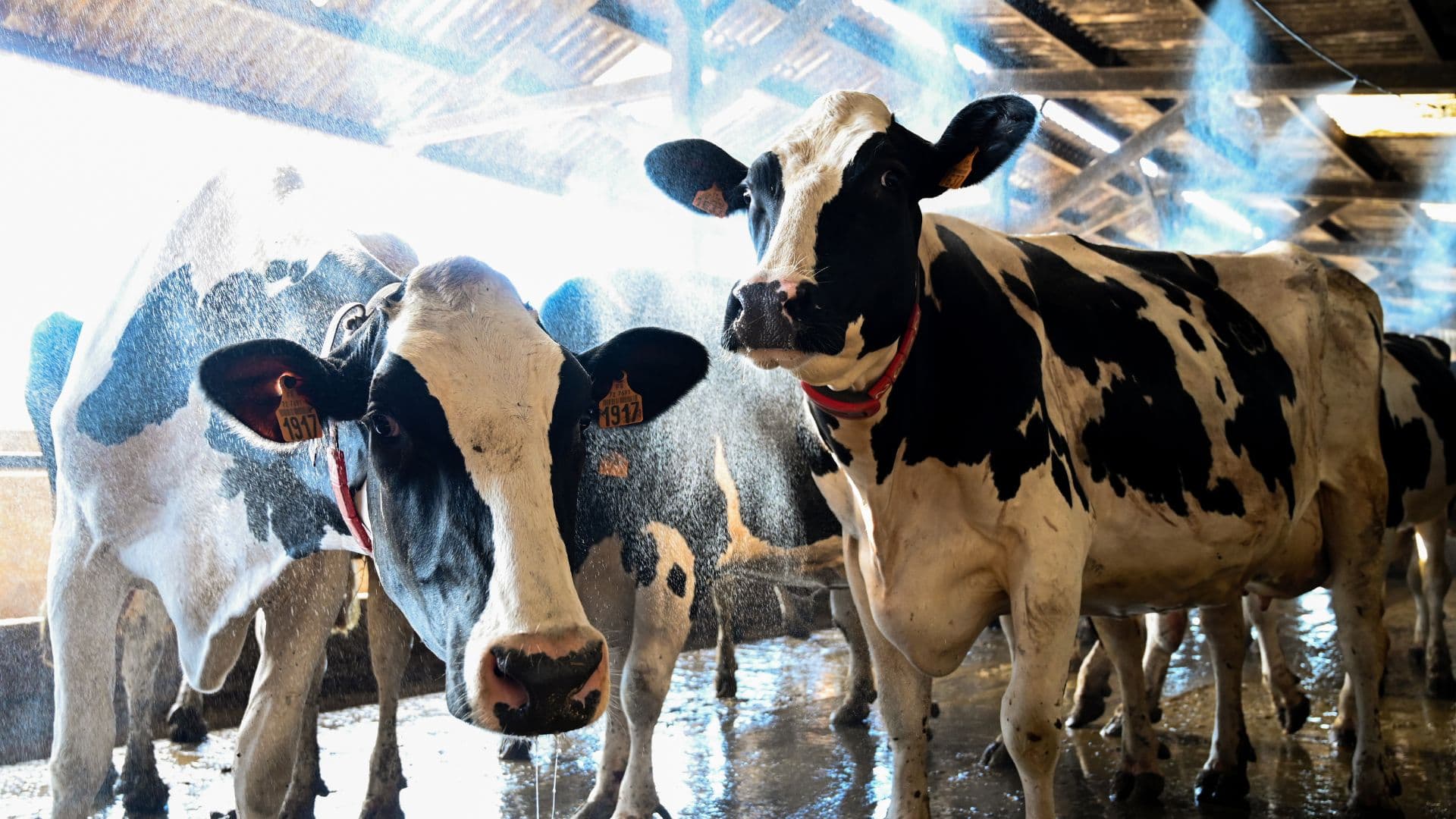 Des vaches se rafraichissent contre la canicule