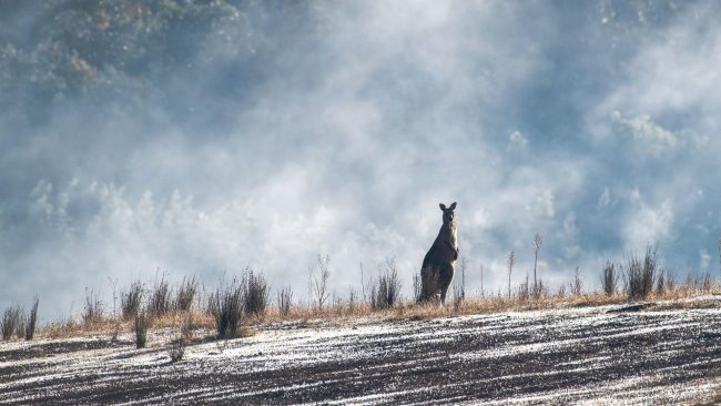 Dans "Triple zéro", Madeleine Watts évoque une Australie en proie à une vague de chaleur sans précédents. // PHOTO : Pixabay.