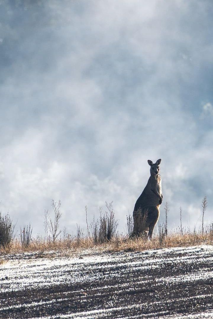 Dans "Triple zéro", Madeleine Watts évoque une Australie en proie à une vague de chaleur sans précédents. // PHOTO : Pixabay.