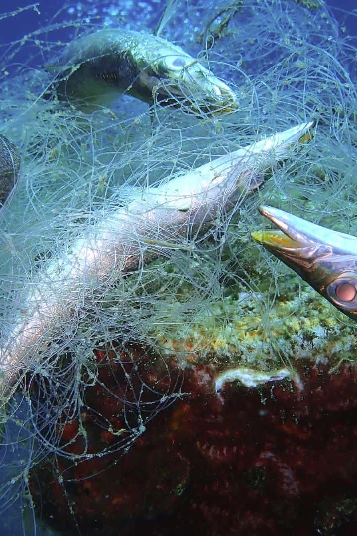 filet de pêche abandonné