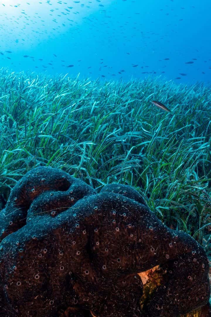 aires marines protégées changement climatique