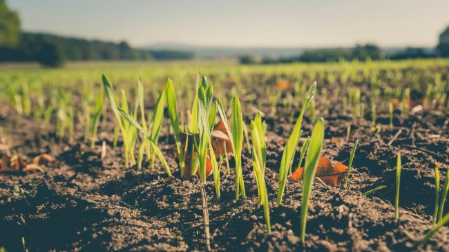 La Fédération Nationale d'Agriculture Biologique propose un classement des régions ouvertes aux projets d'agriculture biologique. // PHOTO : Markus Spiske