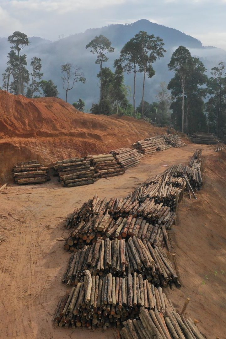 L'Union européenne doit rendre sa loi de lutte contre la déforestation importée.