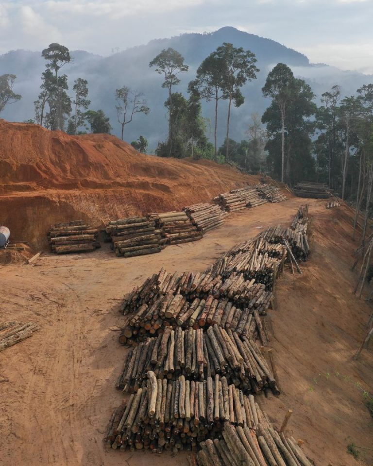 L'Union européenne doit rendre sa loi de lutte contre la déforestation importée.