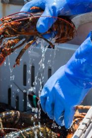 L’Association Animal Justice Savoie dénonce le traitement des homards vendus vivants. // PHOTO : Coachwood / Adobe Stock