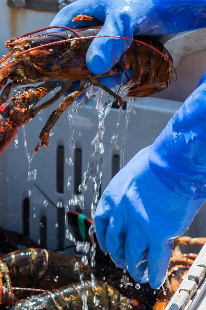 L’Association Animal Justice Savoie dénonce le traitement des homards vendus vivants. // PHOTO : Coachwood / Adobe Stock