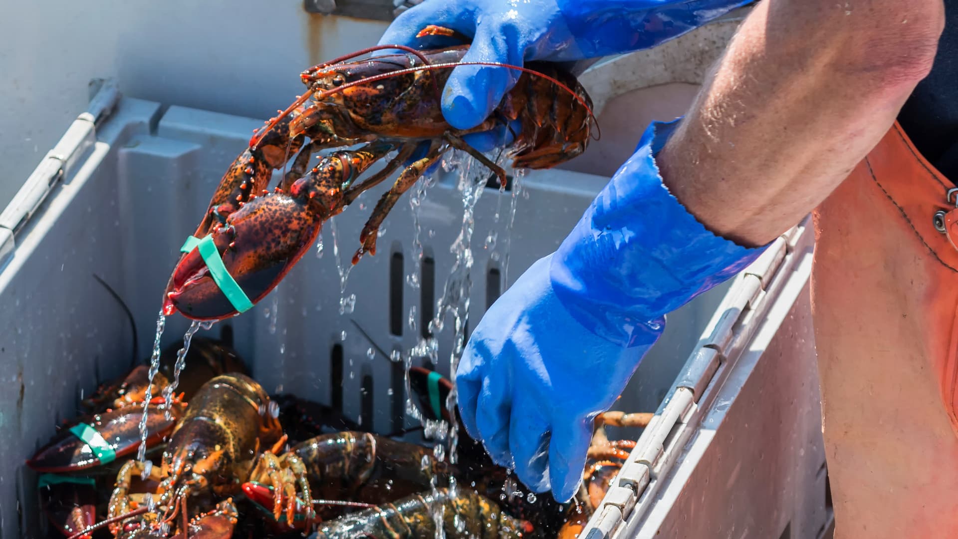 L’Association Animal Justice Savoie dénonce le traitement des homards vendus vivants. // PHOTO : Coachwood / Adobe Stock