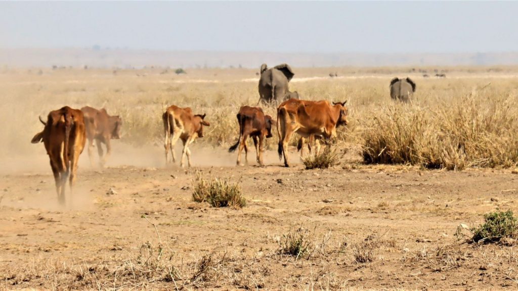 Sécheresse parc national d'Amboseli Kenya