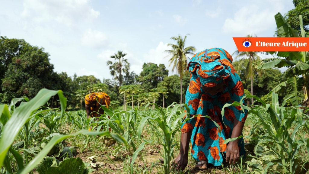 En Afrique, pour relever le défi du dérèglement climatique, les agriculteurs devront aller vers l'agroécologie.