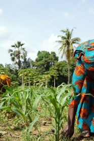 En Afrique, pour relever le défi du dérèglement climatique, les agriculteurs devront aller vers l'agroécologie.