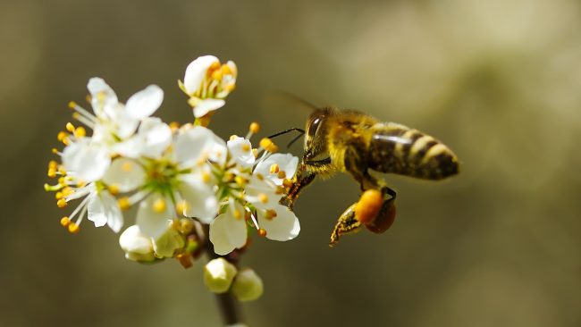 néonicotinoïdes abeilles