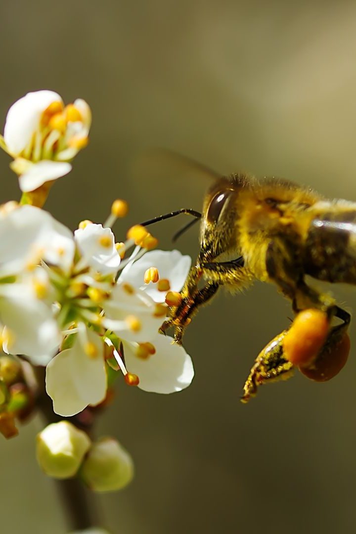 néonicotinoïdes abeilles