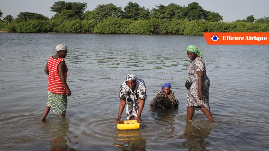 Au Sénégal, les femmes ont dû réinventer leurs pratiques professionnelles. A cause de la raréfaction des huitres sauvages, elles redoublent d'efforts pour protéger la mangrove.