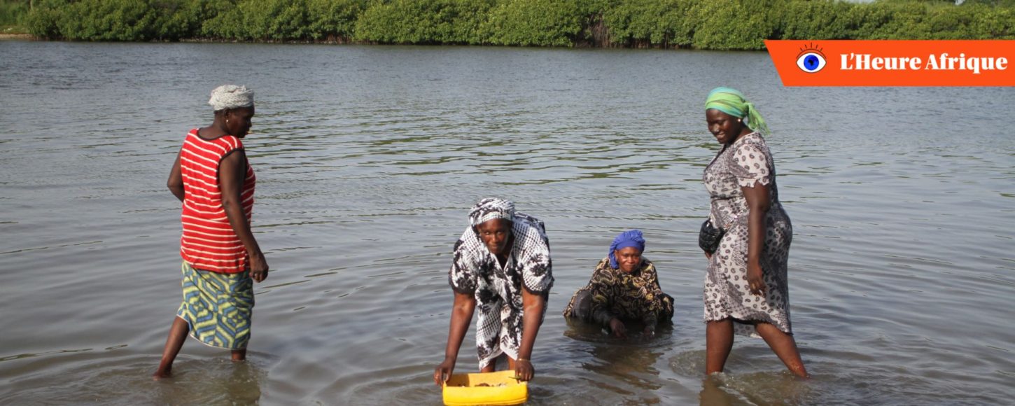 Au Sénégal, les femmes ont dû réinventer leurs pratiques professionnelles. A cause de la raréfaction des huitres sauvages, elles redoublent d'efforts pour protéger la mangrove.