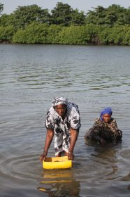 Au Sénégal, les femmes ont dû réinventer leurs pratiques professionnelles. A cause de la raréfaction des huitres sauvages, elles redoublent d'efforts pour protéger la mangrove.