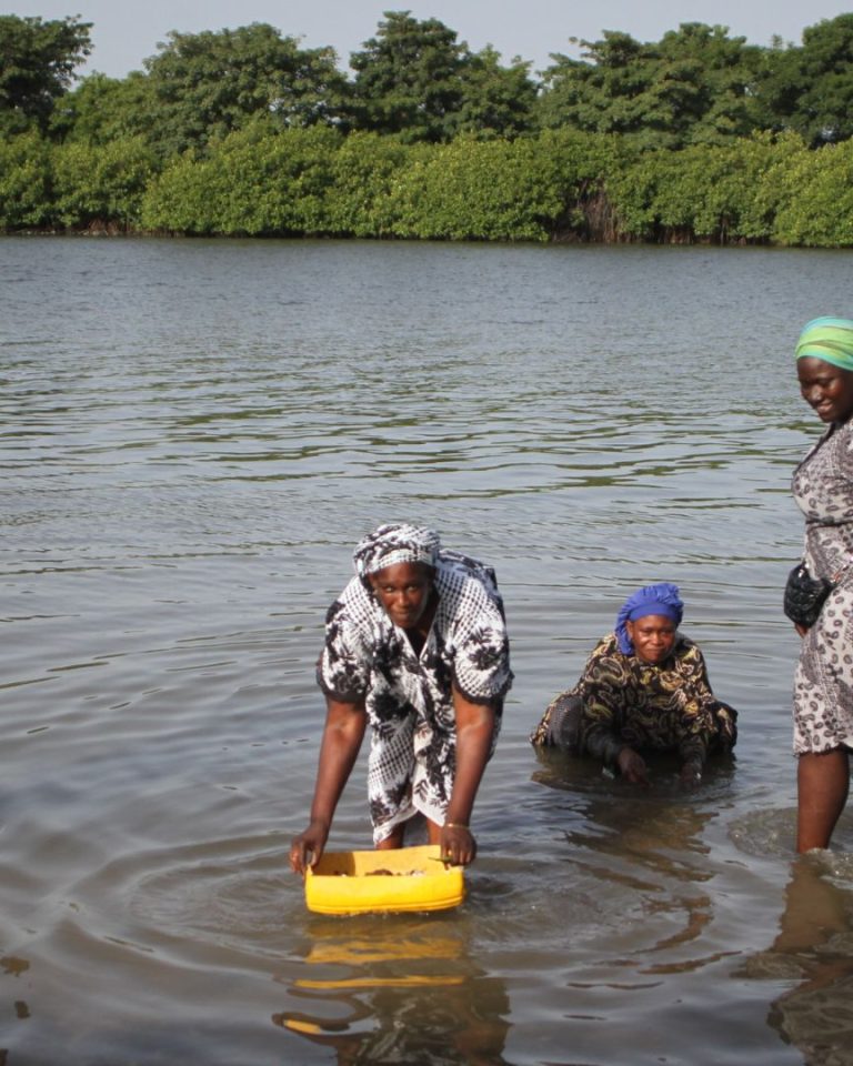 Au Sénégal, les femmes ont dû réinventer leurs pratiques professionnelles. A cause de la raréfaction des huitres sauvages, elles redoublent d'efforts pour protéger la mangrove.