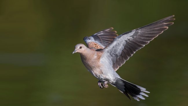 La tourterelle des bois est l’une des espèces d’oiseaux migrateurs qui sont menacées par le dérèglement climatique ainsi que par l’activité humaine. // PHOTO : Adobe Stock