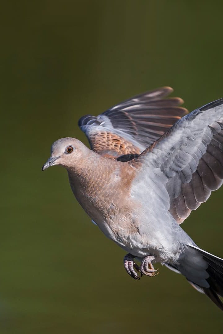 La tourterelle des bois est l’une des espèces d’oiseaux migrateurs qui sont menacées par le dérèglement climatique ainsi que par l’activité humaine. // PHOTO : Adobe Stock