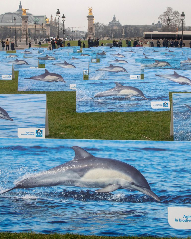 dauphins-golfe-gascogne