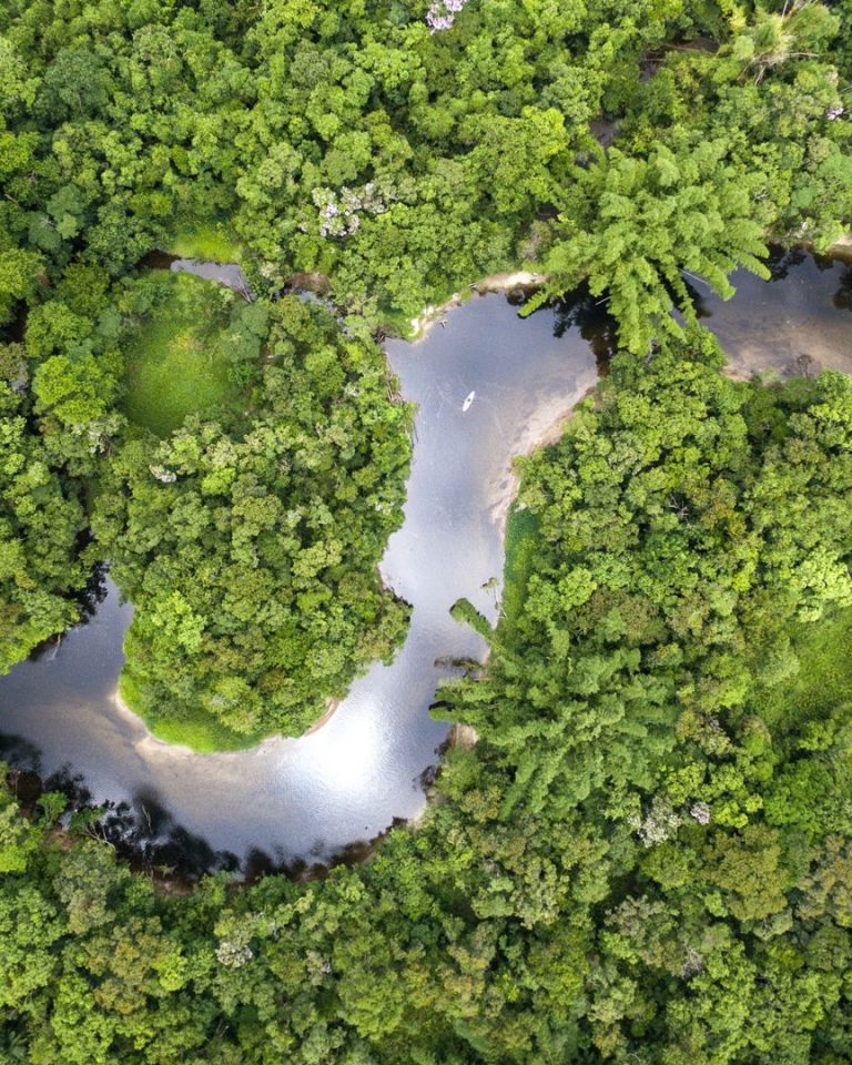 Forêts CO2