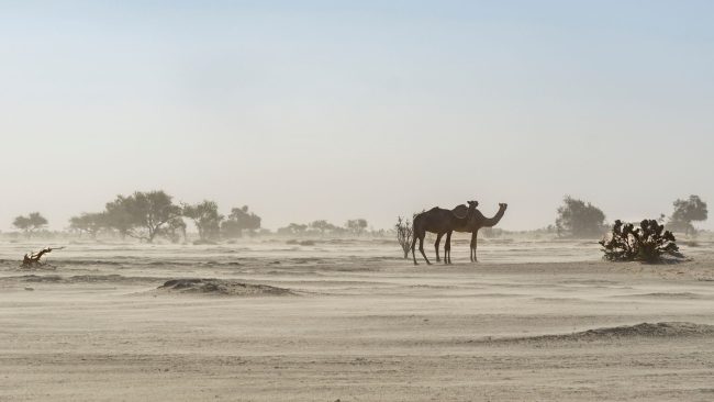 Deux chameaux dans le désert au Tchad.