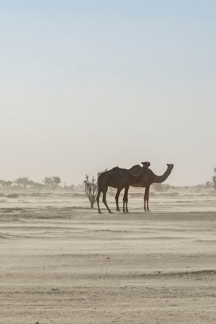 Deux chameaux dans le désert au Tchad.