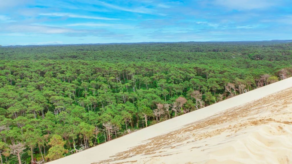 Forêt des Landes de Gascogne vue de la dune du Pilat. 