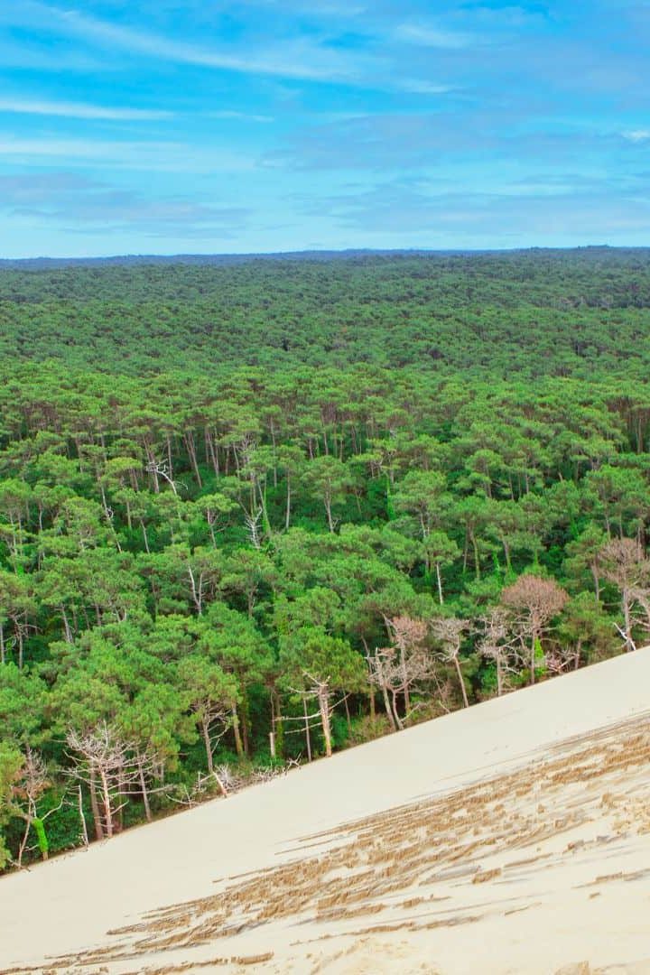 Forêt des Landes de Gascogne vue de la dune du Pilat.