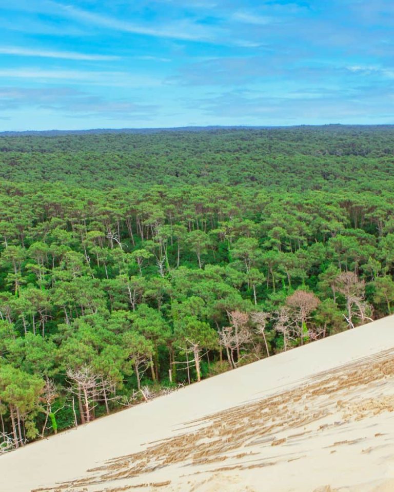 Forêt des Landes de Gascogne vue de la dune du Pilat.