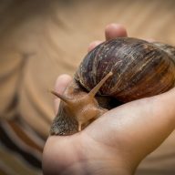 Les escargots géants africains, de véritables menaces pour les écosystèmes, envahissent à nouveau la Floride.//PHOTO : kotopalych / Adobe Stock