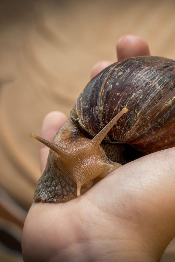 Les escargots géants africains, de véritables menaces pour les écosystèmes, envahissent à nouveau la Floride.//PHOTO : kotopalych / Adobe Stock