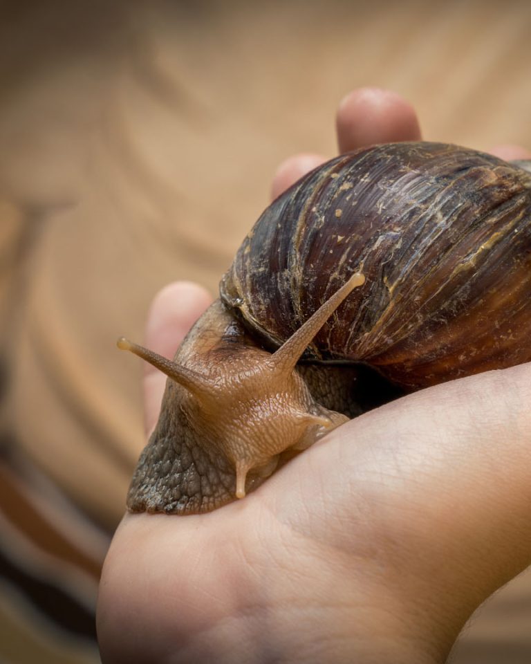 Les escargots géants africains, de véritables menaces pour les écosystèmes, envahissent à nouveau la Floride.//PHOTO : kotopalych / Adobe Stock