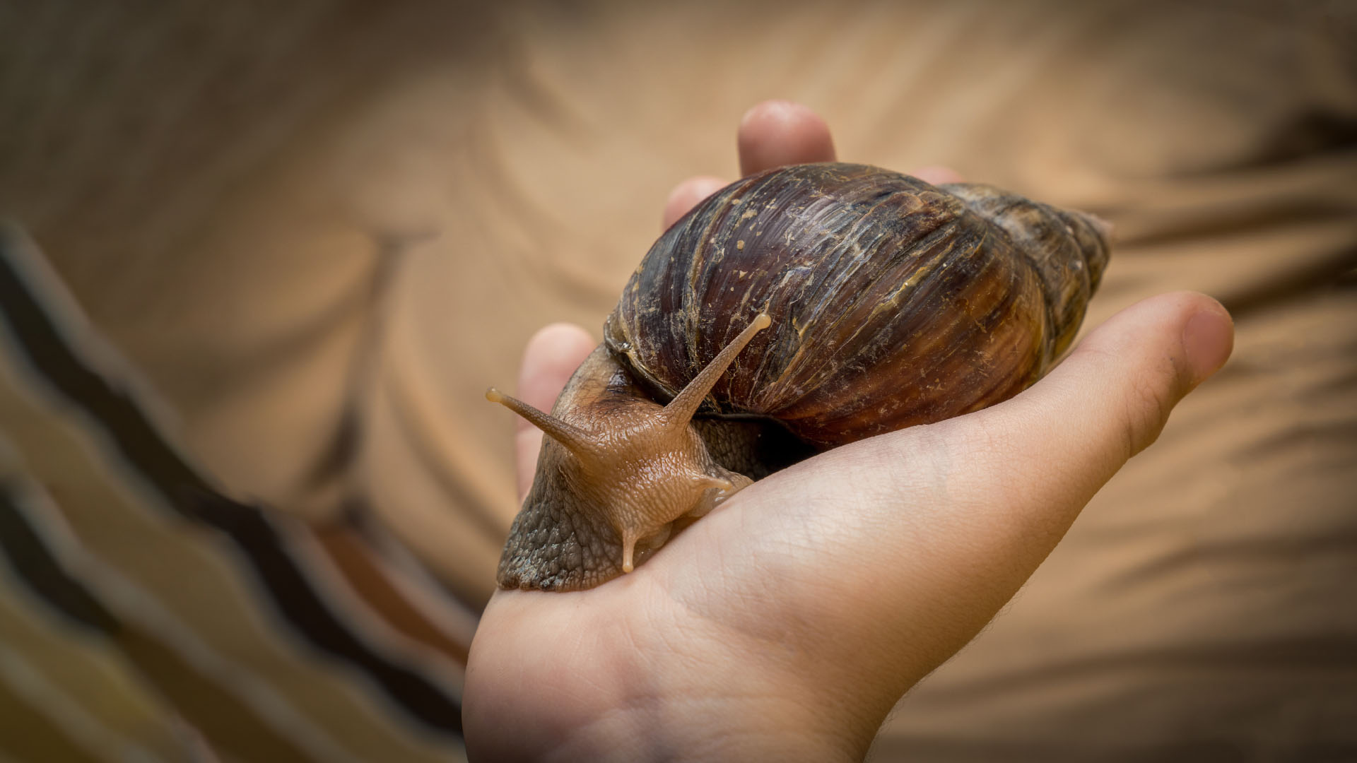 Les escargots géants africains, de véritables menaces pour les écosystèmes, envahissent à nouveau la Floride.//PHOTO : kotopalych / Adobe Stock