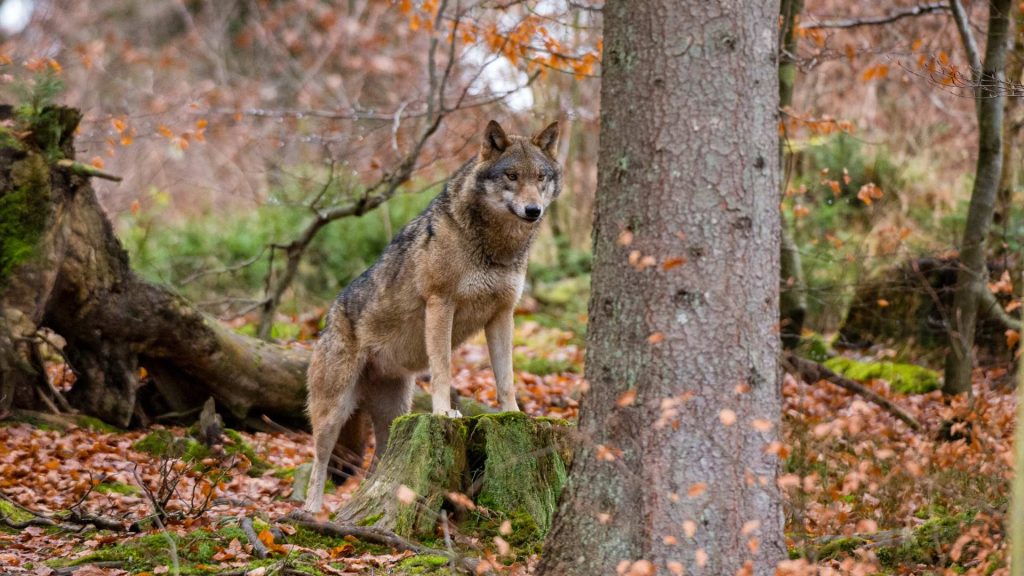 D'après les comptes de l'Office Français de la Biodiversité, il y a aujourd'hui 1.104 loups gris en France. //PHOTO : SERGIO PITAMITZ / Biosphoto / Biosphoto via AFP