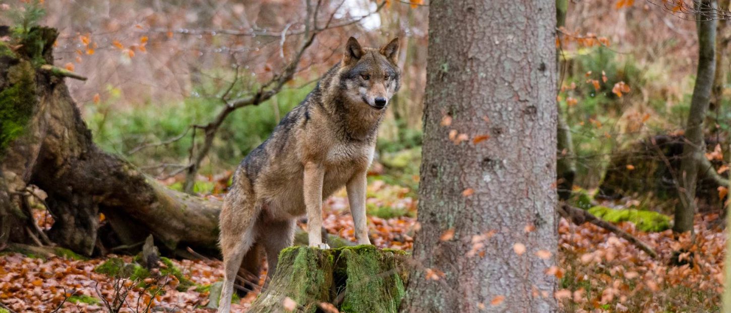 D'après les comptes de l'Office Français de la Biodiversité, il y a aujourd'hui 1.104 loups gris en France. //PHOTO : SERGIO PITAMITZ / Biosphoto / Biosphoto via AFP