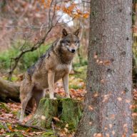 D'après les comptes de l'Office Français de la Biodiversité, il y a aujourd'hui 1.104 loups gris en France. //PHOTO : SERGIO PITAMITZ / Biosphoto / Biosphoto via AFP