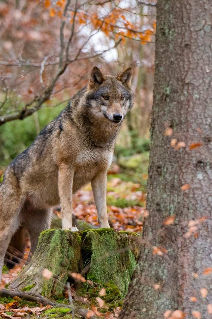 D'après les comptes de l'Office Français de la Biodiversité, il y a aujourd'hui 1.104 loups gris en France. //PHOTO : SERGIO PITAMITZ / Biosphoto / Biosphoto via AFP