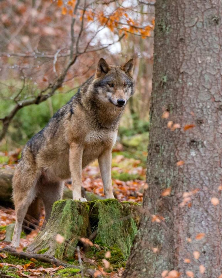 D'après les comptes de l'Office Français de la Biodiversité, il y a aujourd'hui 1.104 loups gris en France. //PHOTO : SERGIO PITAMITZ / Biosphoto / Biosphoto via AFP