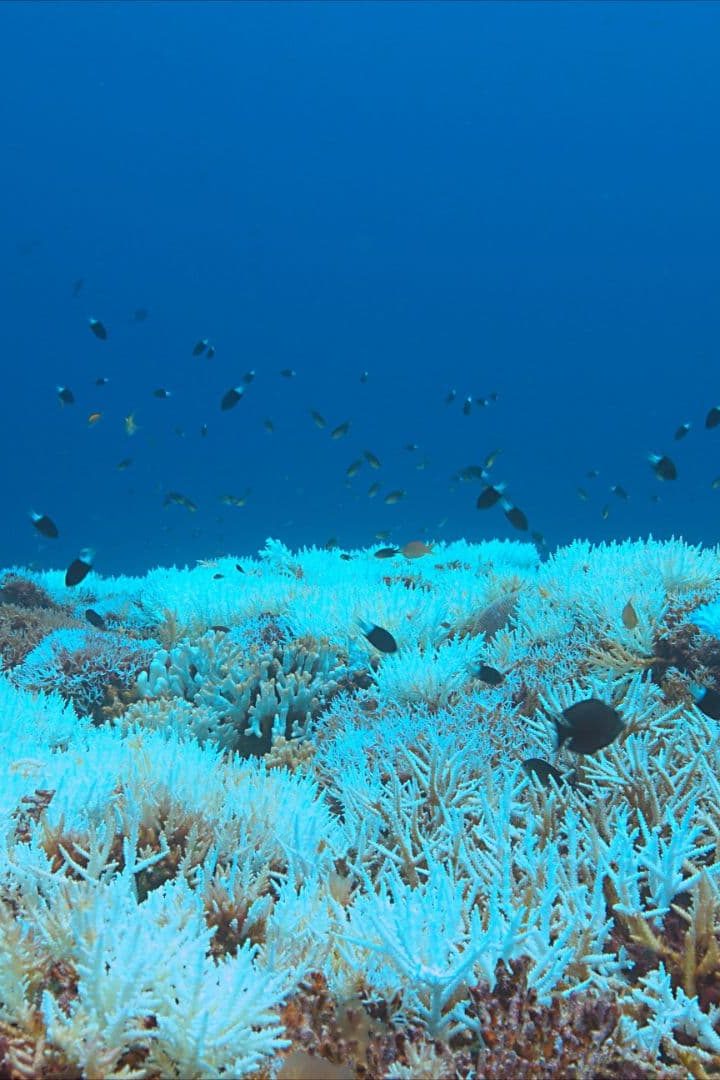 Blanchissement des coraux