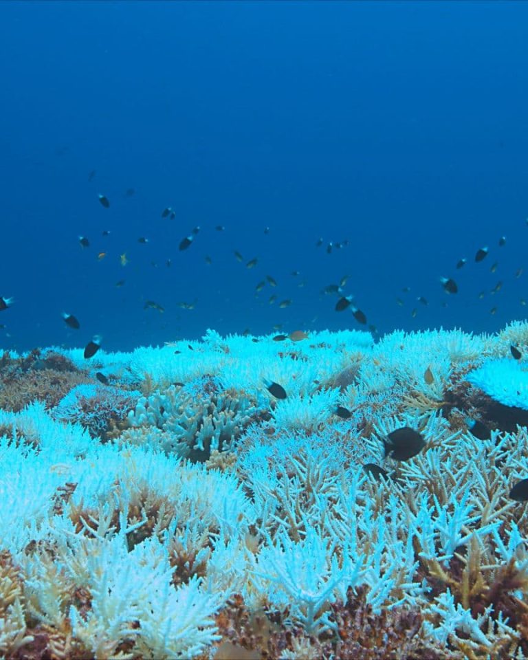 Blanchissement des coraux