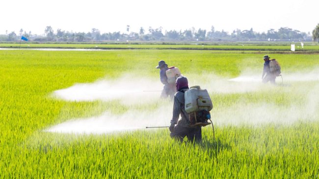 Suite à son rapport "le côté obscur des céréales", Foodwatch lance sa nouvelle campagne contre l'utilisation des pesticides sur les céréales. // PHOTO : Adobe Stock