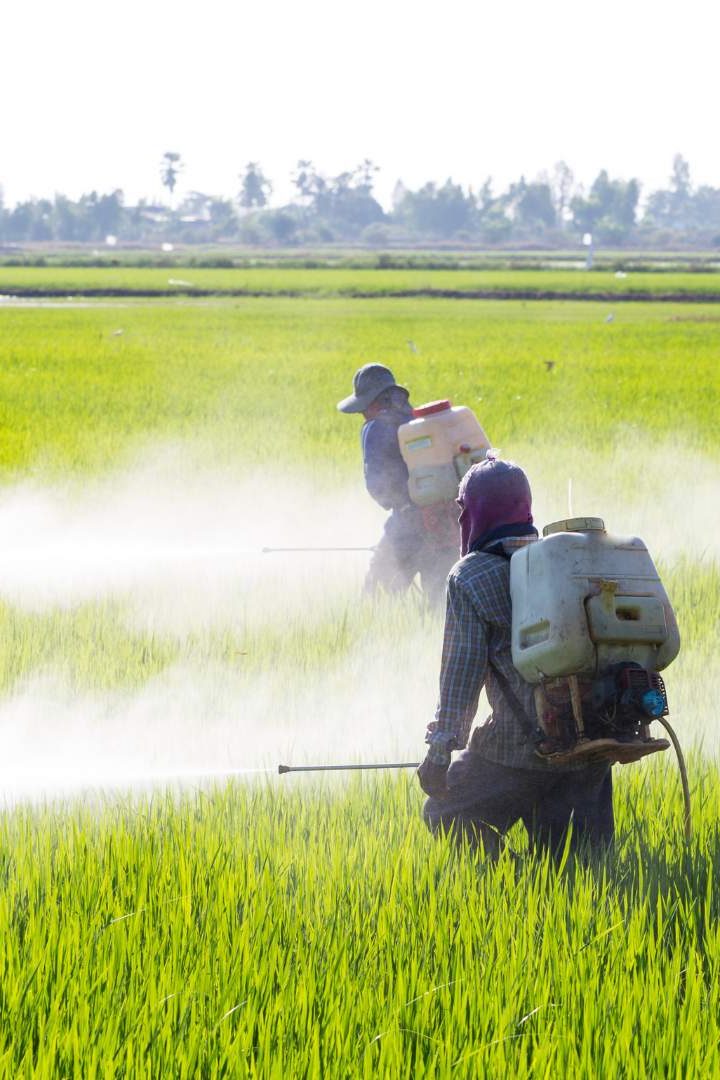 Suite à son rapport "le côté obscur des céréales", Foodwatch lance sa nouvelle campagne contre l'utilisation des pesticides sur les céréales. // PHOTO : Adobe Stock