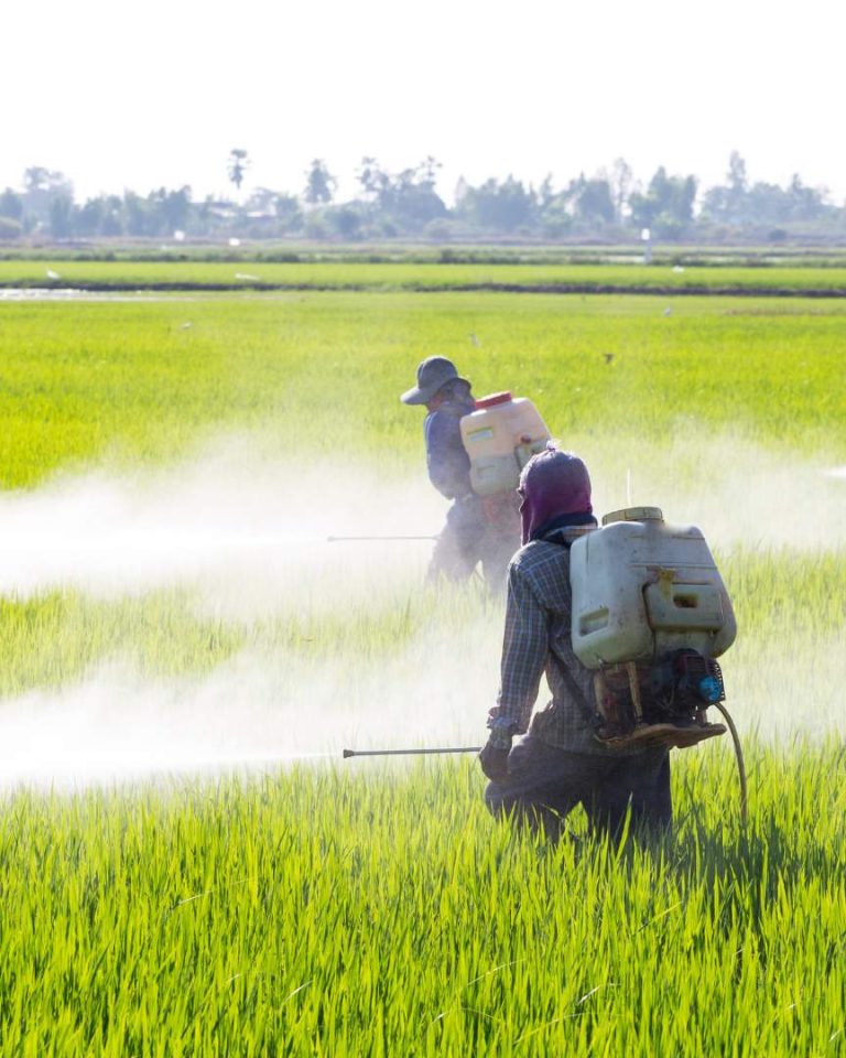 Suite à son rapport "le côté obscur des céréales", Foodwatch lance sa nouvelle campagne contre l'utilisation des pesticides sur les céréales. // PHOTO : Adobe Stock