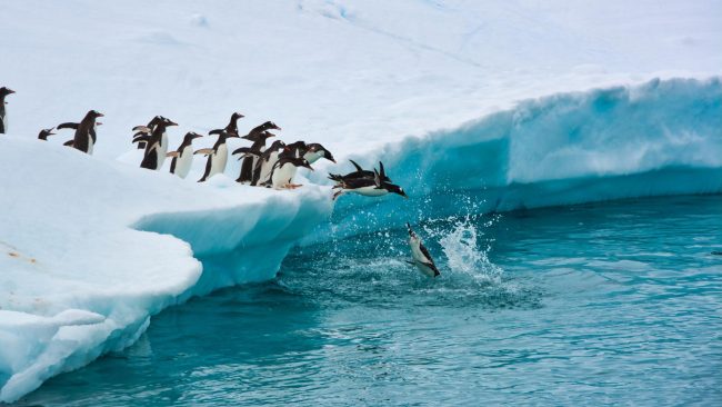 Ces derniers mois, l’Antarctique a connu des conditions extrêmes et les associations regrettent le manque d’actions concrètes pour la préservation de cette région. //PHOTO : Adobe Stock