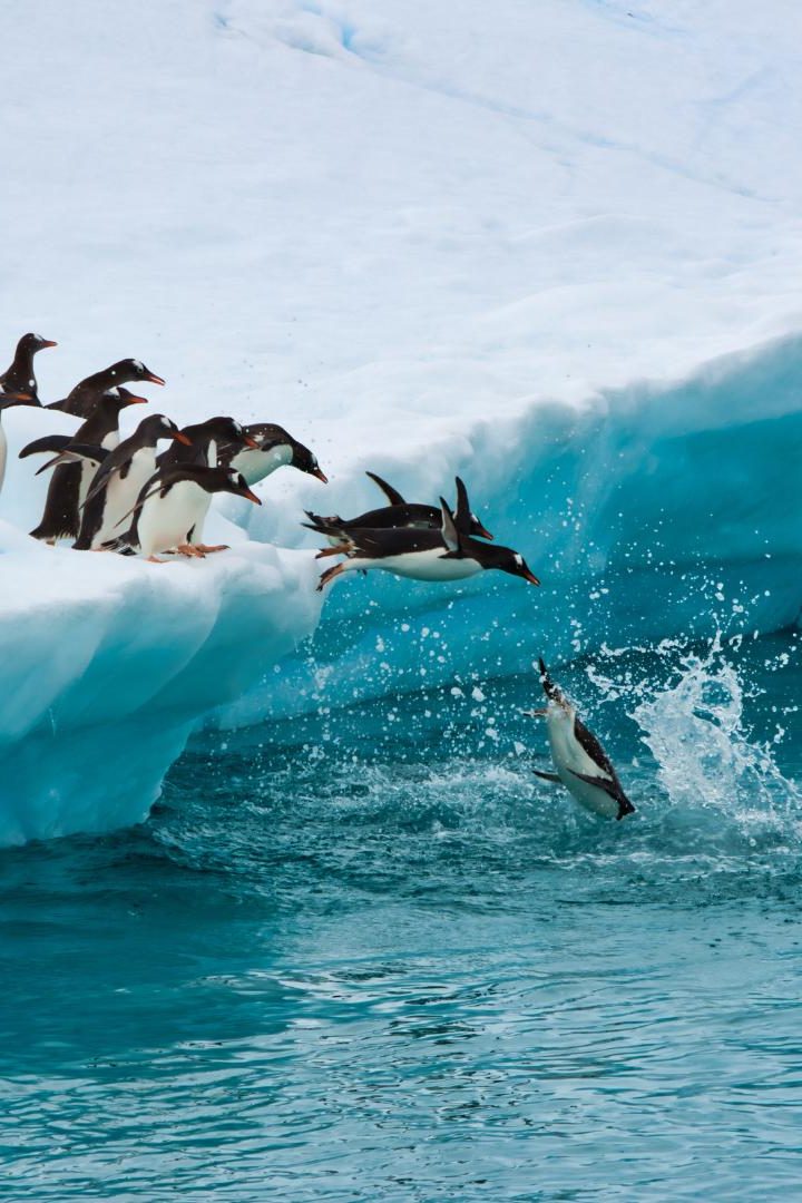 Ces derniers mois, l’Antarctique a connu des conditions extrêmes et les associations regrettent le manque d’actions concrètes pour la préservation de cette région. //PHOTO : Adobe Stock