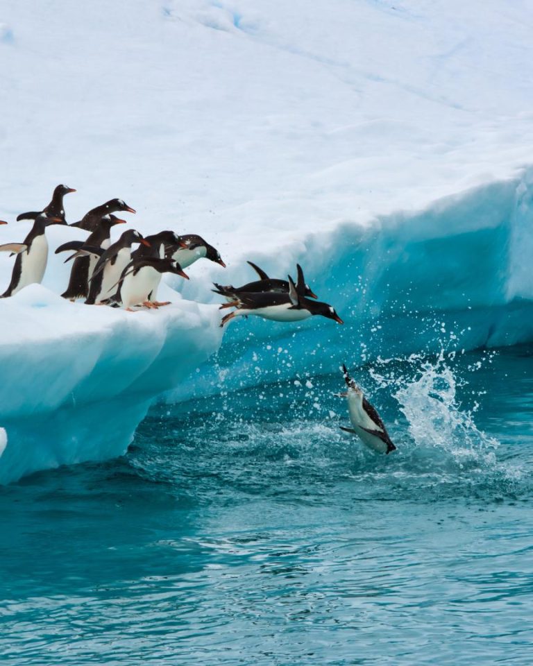 Ces derniers mois, l’Antarctique a connu des conditions extrêmes et les associations regrettent le manque d’actions concrètes pour la préservation de cette région. //PHOTO : Adobe Stock