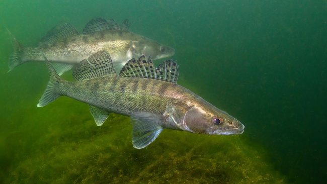 Avec l’avènement de l’Anthropocène, soit “l’ère des humains”, plusieurs centaines d’espèces de poissons d’eau douce, pourtant incapables de migrer par elles-même, se sont répandues sur toute la planète. //PHOTO : Adobe Stock